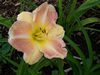 Queen Empress Daylily